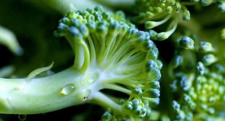 Como você sabe se o brócolis está ruim?