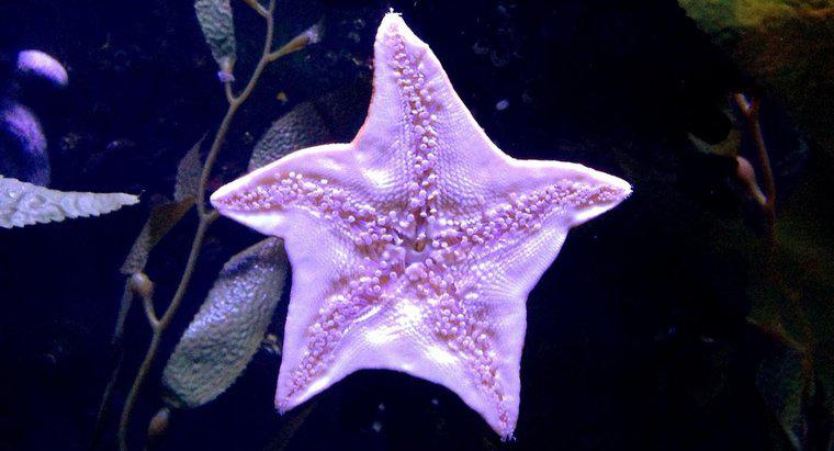 Como uma estrela do mar se protege?
