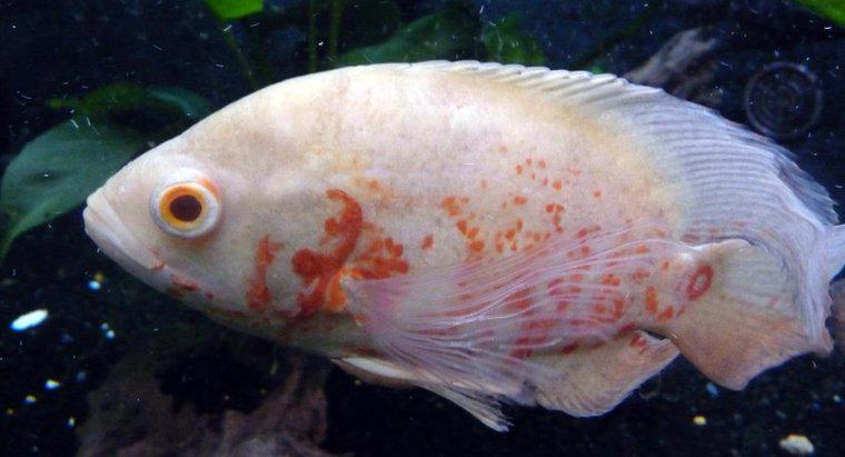 Qual é o tamanho de um peixe Albino Oscar?