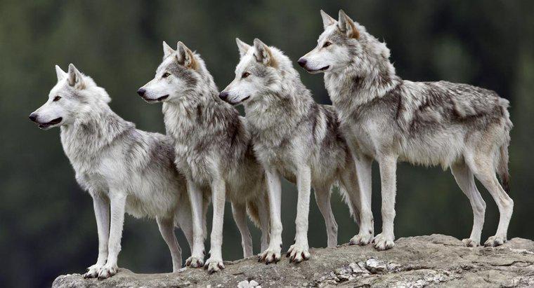 Como é chamado um grupo de lobos?