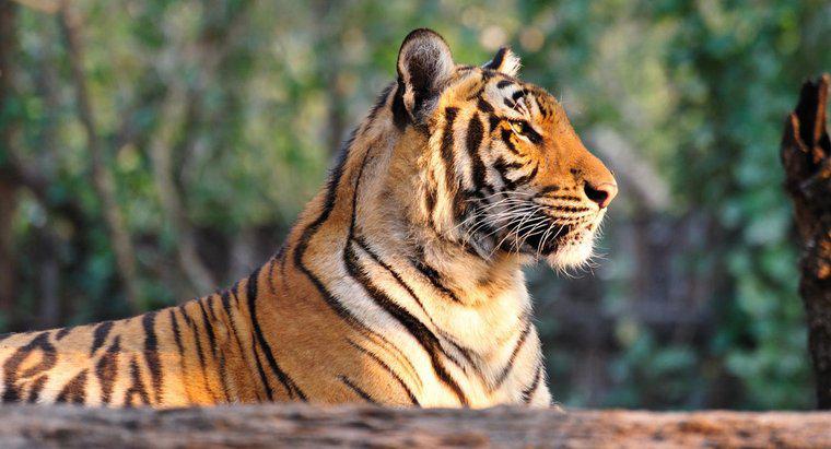 Por que os tigres são uma espécie em extinção?