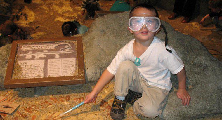 O que um paleontólogo faz?