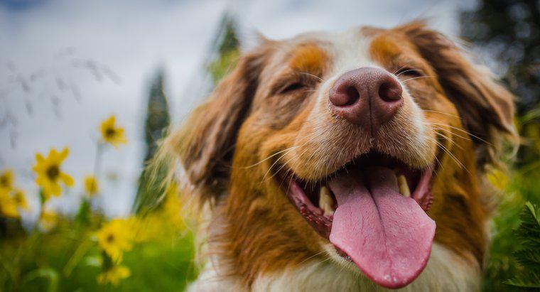 Animais de estimação 101: Por que os cães uivam?