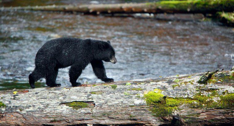 Qual a velocidade de execução de um urso preto?