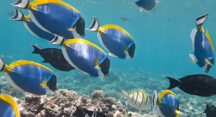 O que são peixes herbívoros?