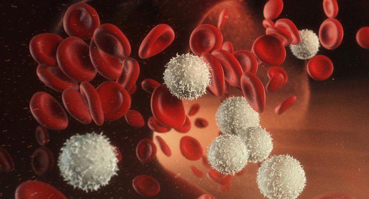 O que causa uma contagem baixa de glóbulos brancos?