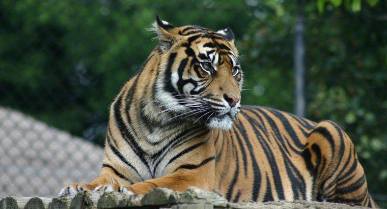 O que é uma adaptação do tigre?