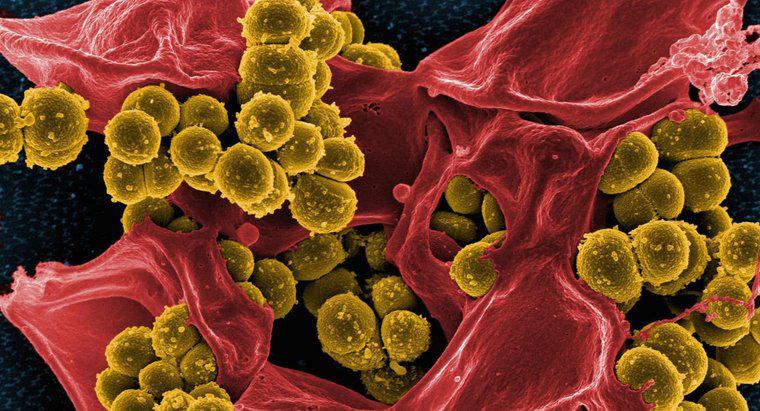 O que as bactérias comem?