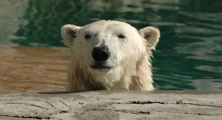 Como os ursos polares se adaptam ao seu habitat?