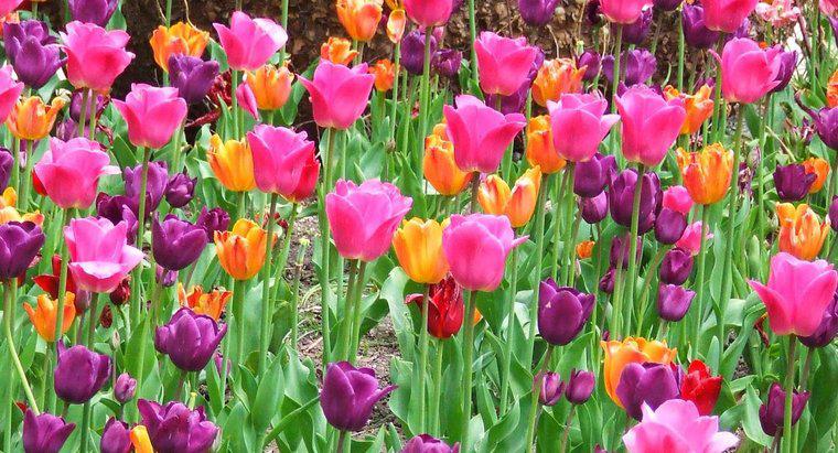 Posso transplantar tulipas na primavera?