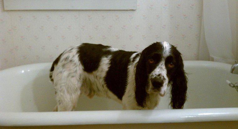 Você pode usar o shampoo humano em cães?