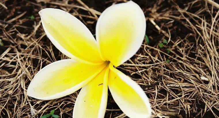 Que flor é usada para fazer uma lei havaiana?