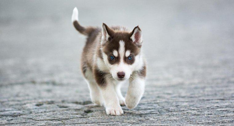 Quais são alguns fatos sobre filhotes de cachorro Husky siberiano em miniatura?