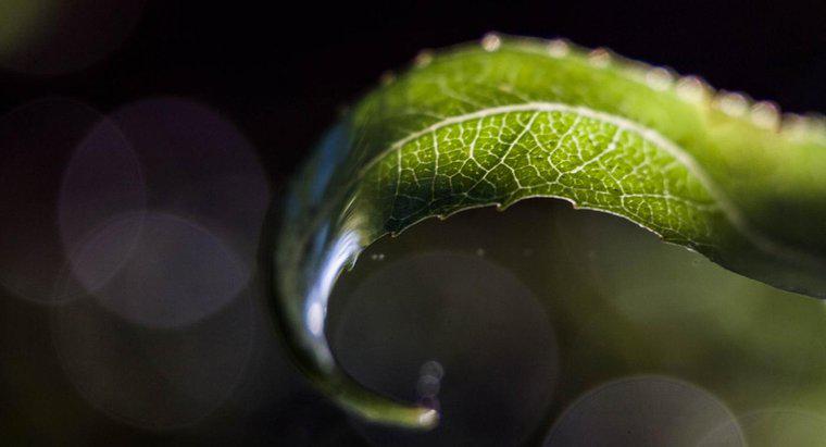 Como a clorofila faz uma folha parecer verde?