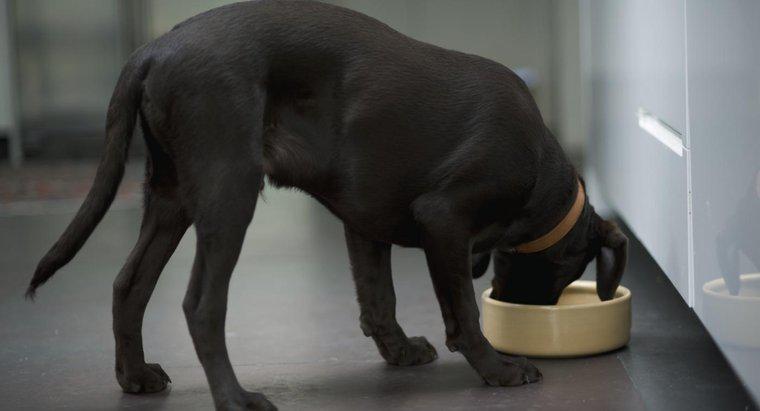 Quanto um Labrador precisa comer por dia?