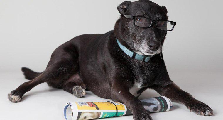 Quais são alguns dos cães mais inteligentes?