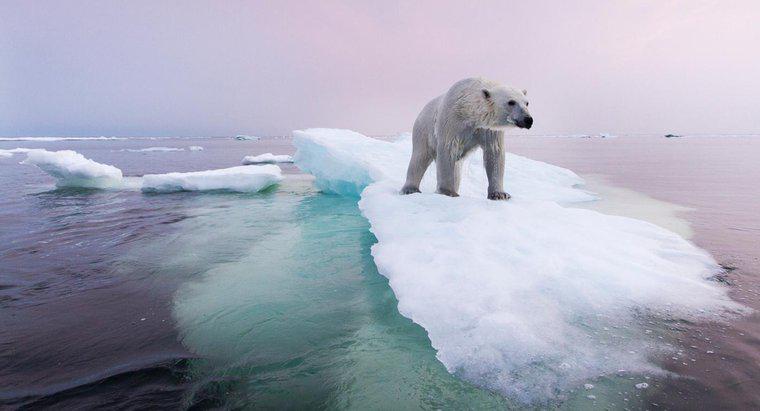 O que está sendo feito para preservar a população de ursos polares?