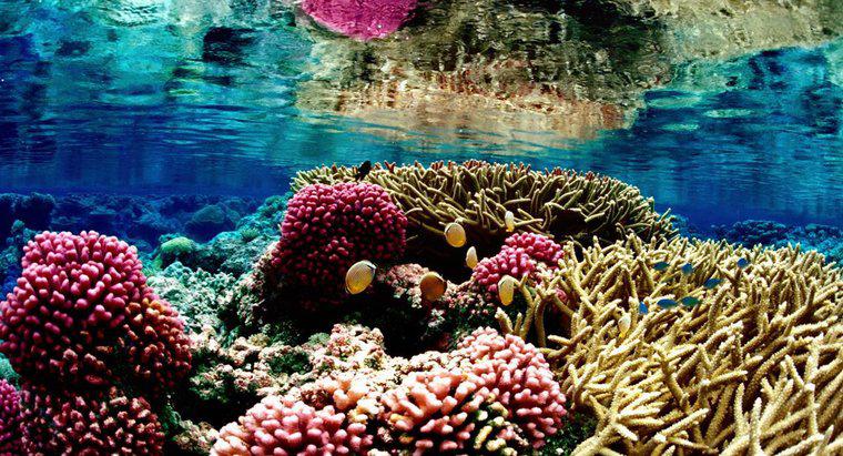 Por que os recifes de coral estão ameaçados?