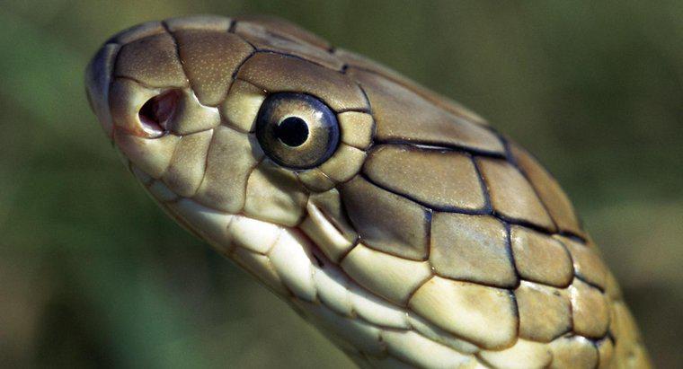 Quais são os inimigos naturais da King Cobra?