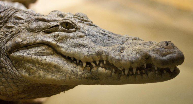 Como os crocodilos se reproduzem?