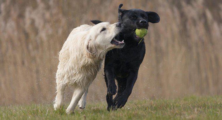 Qual é a diferença em um Labrador vs. um Golden Retriever?