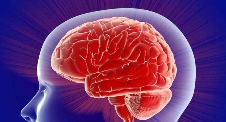 O que o lado esquerdo do cérebro controla?