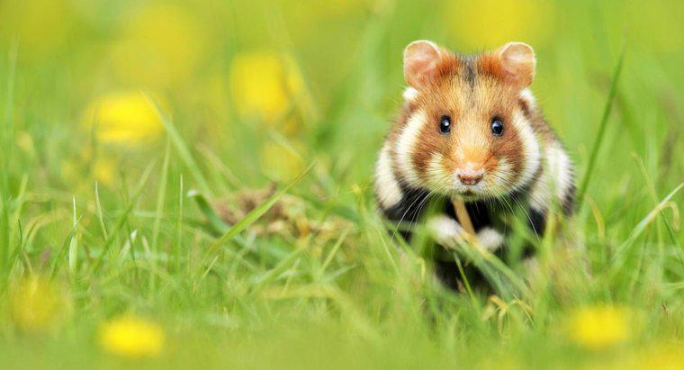 Onde os hamsters vivem na natureza?