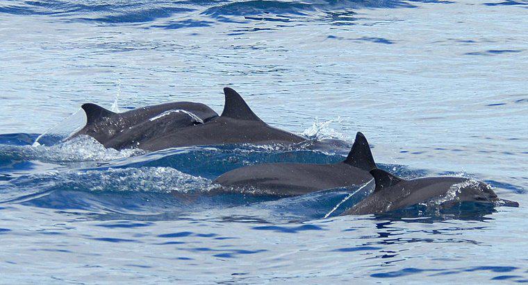 Quais são as adaptações dos golfinhos?