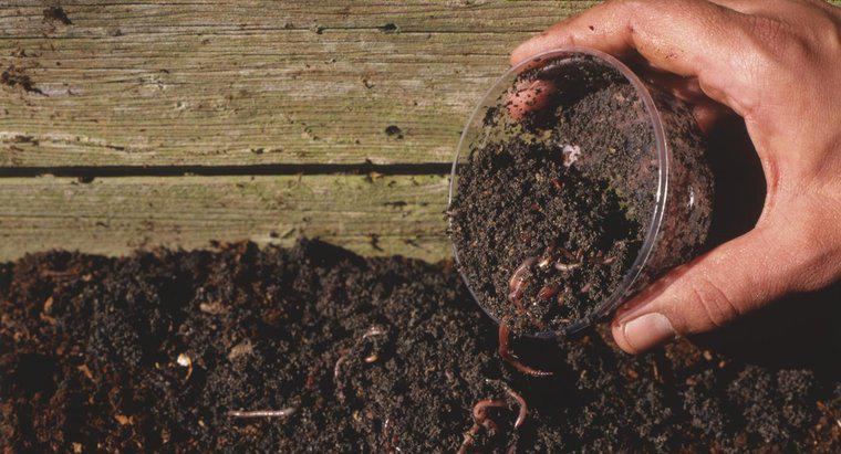 Ter vermes no solo ajuda as plantas a crescerem mais rápido?