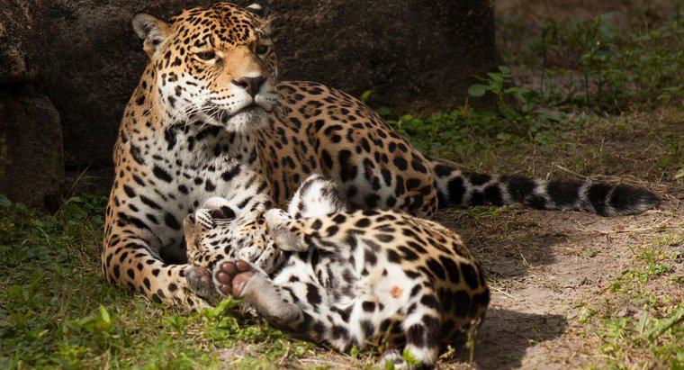 Como os leopardos cuidam de seus jovens?