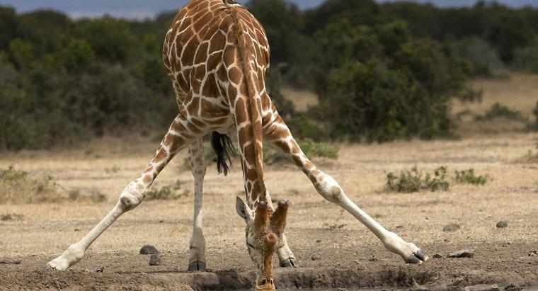 Quanto pesa uma girafa?