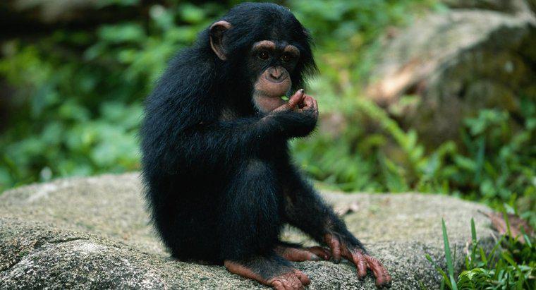 Quais animais são presas para macacos?
