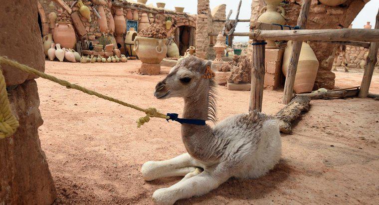 O que é um bebê camelo chamado?