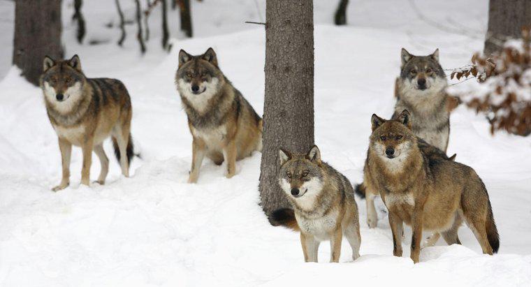 Como os lobos cinzentos caçam?
