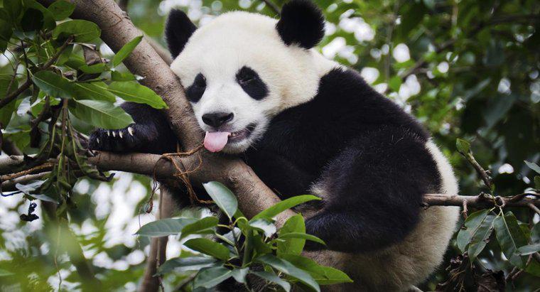 Quanto pesam os pandas gigantes?