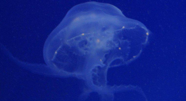 O que as medusas da lua comem?