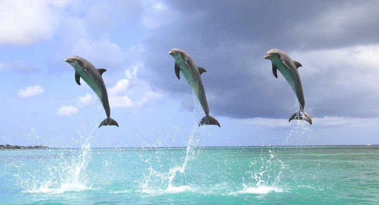 Por que os golfinhos saltam da água?