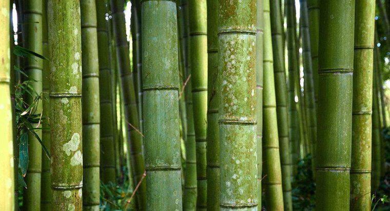 Qual é o nome científico do bambu?