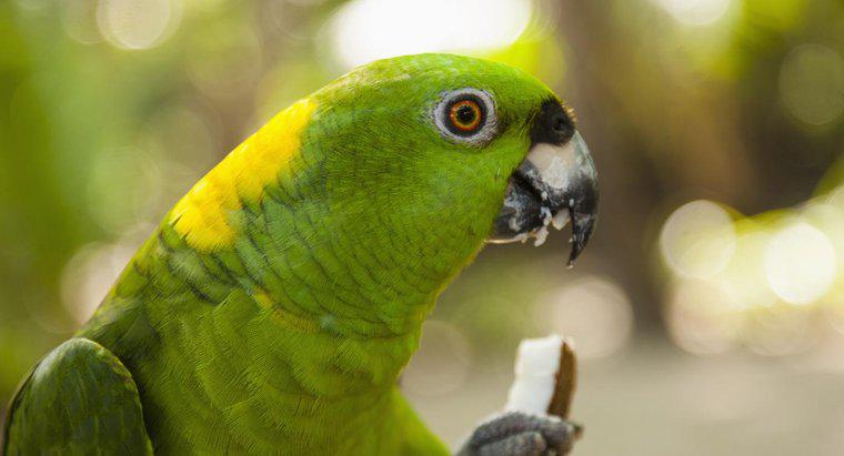 Que tipos de alimentos os papagaios comem?