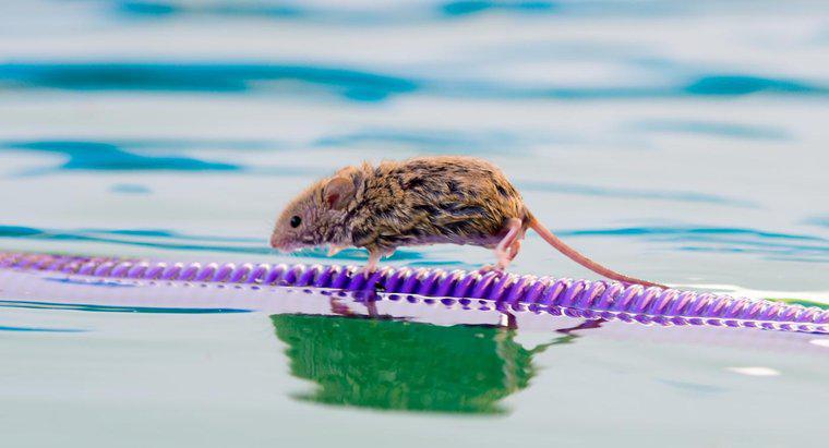Quanto tempo pode um rato viver sem água?