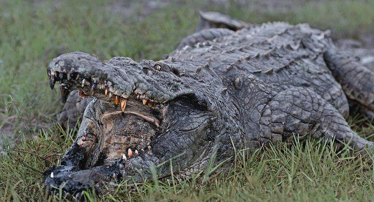 Quão rápido um crocodilo pode correr?