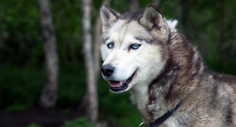 Quais são os significados dos nomes de um Husky Siberiano?