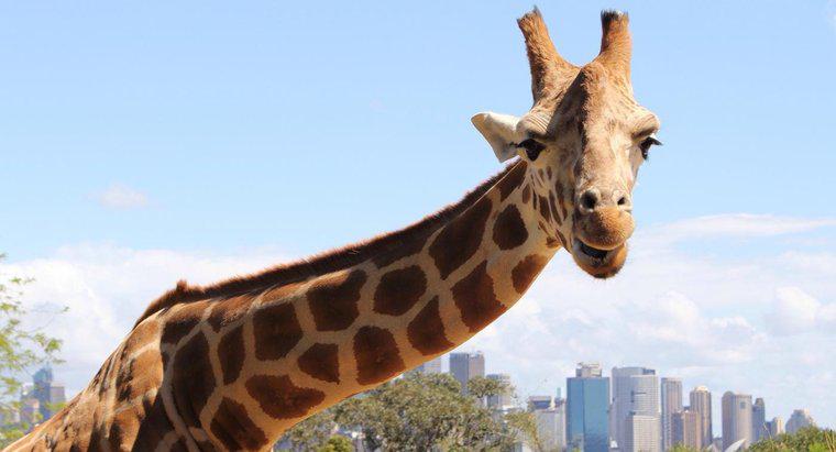 As girafas são uma espécie em extinção?