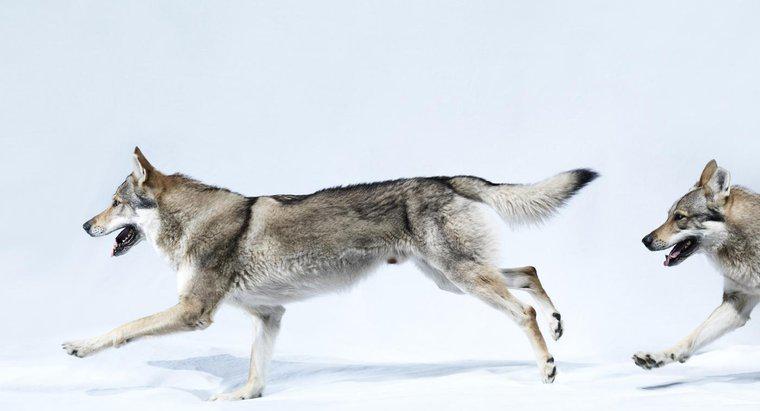 Quais são alguns fatos interessantes sobre os lobos?