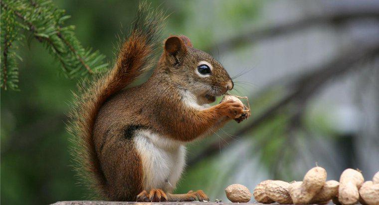 Que tipo de nozes os esquilos comem?