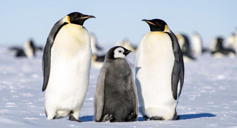 Como os pinguins-imperador criam seus filhotes?
