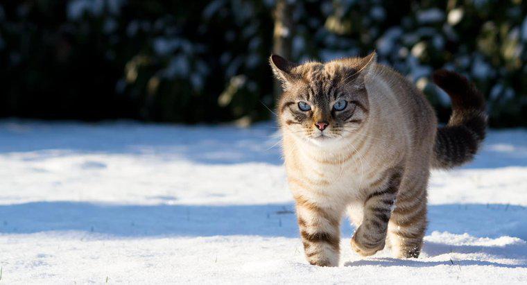 Qual a aparência de um gato siamês Lynx-Point?
