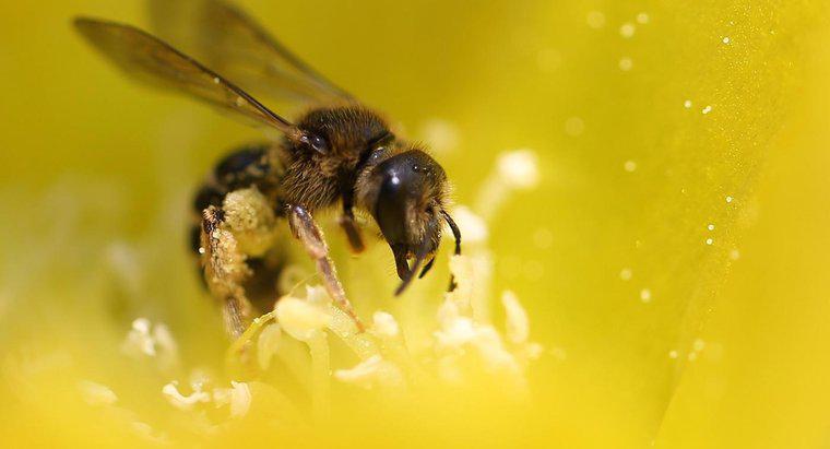 O que as abelhas comem?