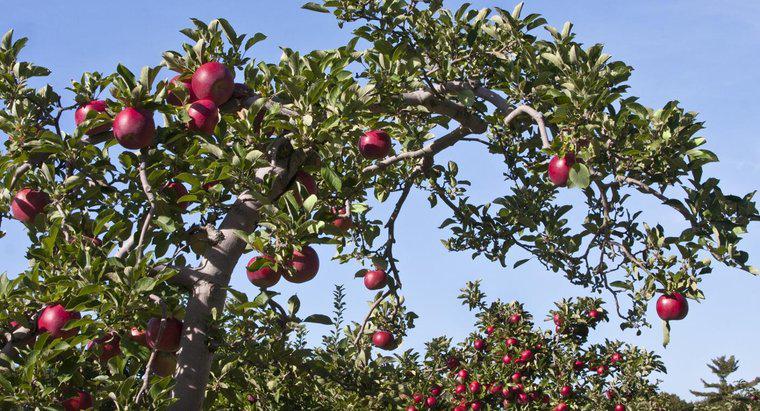 Existe um Guia de Identificação de Árvores Frutíferas?