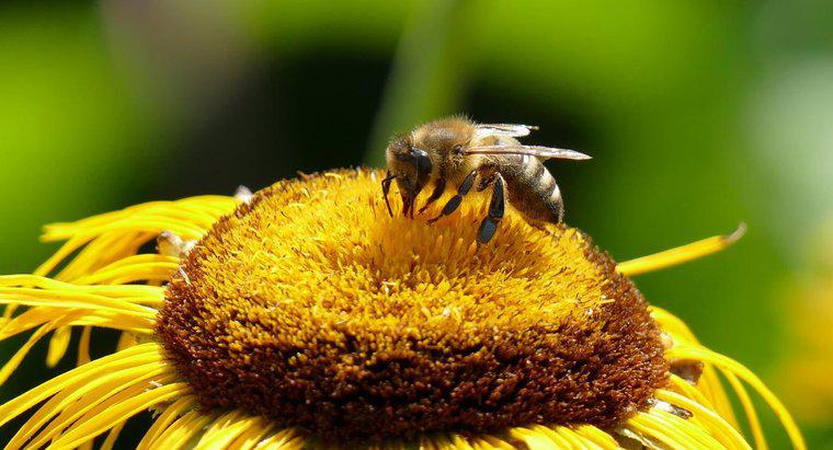 Quais são alguns sintomas de reação à picada de abelha?